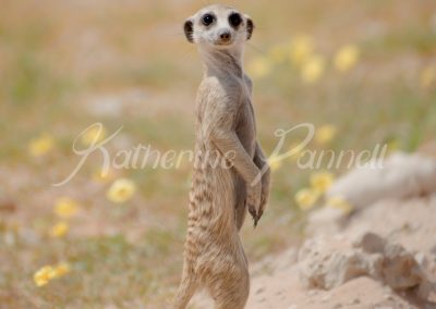 meerkat standing in flowers