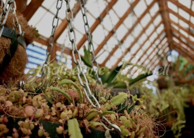cactus hanging in greenhouse