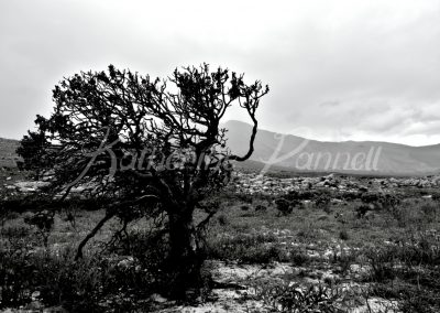 tree in storm at Cape Point