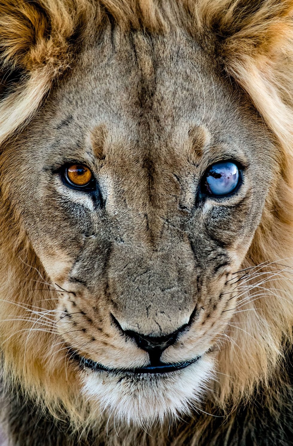 Kgalagadi Transfrontier Park Trip | Blue-Eyed Lion, Golden Cobra, Eland ...