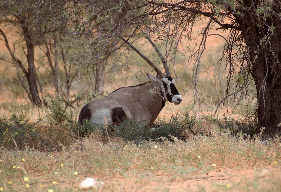gemsbok under a tree